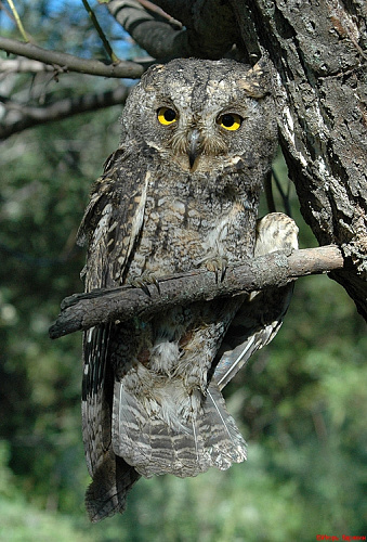 ����� �����������